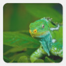 Recherche de lézard vert autocollants Nature