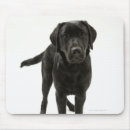 Recherche de labrador retriever noir tapis souris Mignon