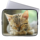 Recherche de races coques Chat