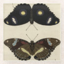 Recherche de insecte dessous de verres Papillons