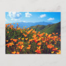 Recherche de pavot cartes postales Fleurir