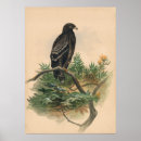 Zoek naar adelaar posters Vintage