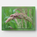 Recherche de herbe plaques Été