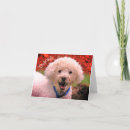 Recherche de caniche photographie Animal