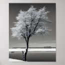 Recherche de arbre nu posters Hiver