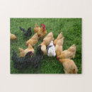 Recherche de poule coq puzzles Poules