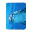 Recherche de dauphins magnets Océan