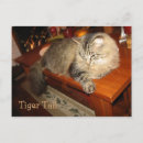 Recherche de rayures de tigre cartes postales Chats