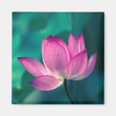 Recherche de fleur lotus magnets Plante