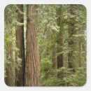 Recherche de tronc autocollants Forêt