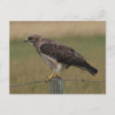 Zoek naar roofvogels briefkaarten Natuurfotografie