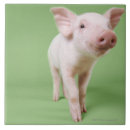 Zoek naar boeren tegels Dier