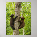 Recherche de ours noirs posters Forêt