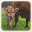 Recherche de veau dessous de verres Vache