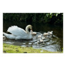 Recherche de cygnes blancs posters Faune