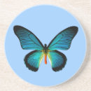 Recherche de papillon bleu dessous de verres Nature