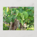 Recherche de raisins vigne cartes postales Feuille