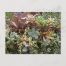 Recherche de orange verte cartes postales Plante