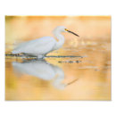 Zoek naar witte reiger posters Egret