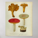 Recherche de copies botaniques posters Illustration