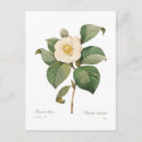 Recherche de camelias cartes postales Floral