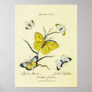 Recherche de illustration de papillon posters Vintage