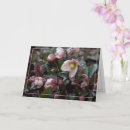 Recherche de hellebores vœux cartes Fleur