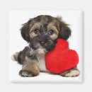 Recherche de bichon magnets Mignon