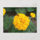 Recherche de marigold invitations Jaune