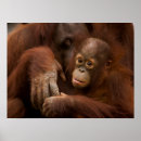 Recherche de orang outan posters Singe