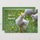 Recherche de baby chick invitations Mignonette
