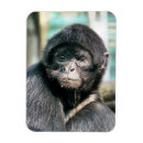 Recherche de singes magnets Mignon