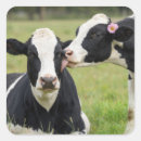 Recherche de humour vache autocollants Agriculture
