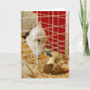 Recherche de canards drôles vœux cartes Couple