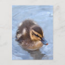 Recherche de de caneton cartes postales Bébé