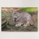 Recherche de lynx puzzles Gros chat
