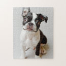 Zoek naar boston terrier puzzels Huisdieren