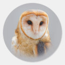 Recherche de yeux hibou autocollants Faune