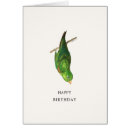 Recherche de parrotlet Vert