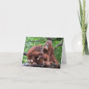 Recherche de orang outan vœux cartes Orangs outans