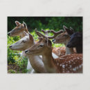 Recherche de grenier cartes postales Pour tous