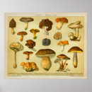 Recherche de pilz Champignons