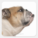 Recherche de bruxelles autocollants Animaux domestiques