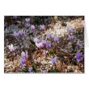 Recherche de cyclamen cartes postales Blanc