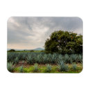 Zoek naar tequila magneten Plant