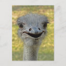 Recherche de ostrich cartes postales Animaux