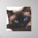 Recherche de de chat siamois art Siamese