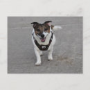 Zoek naar jack russell terrier briefkaarten Hond