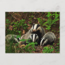 Zoek naar wilde dieren afbeeldingen briefkaarten Foto