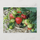 Recherche de fraisier cartes postales Fruit